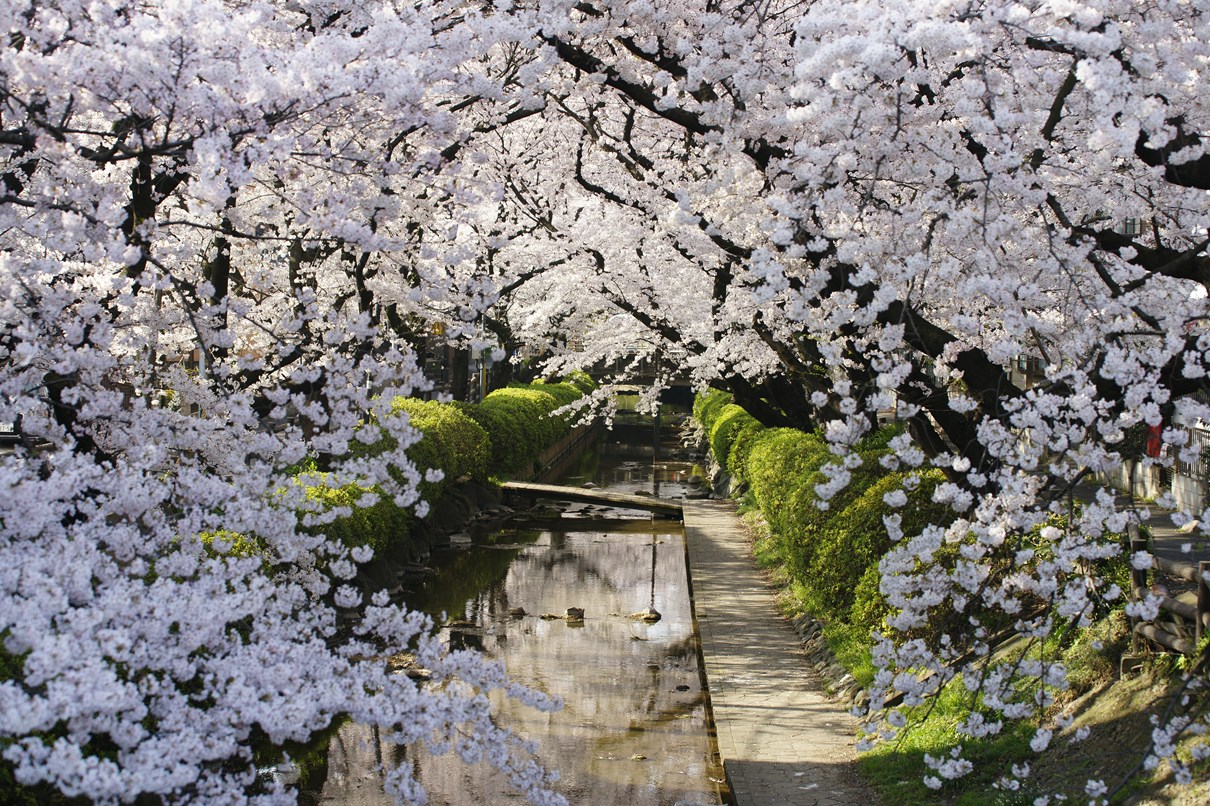 2015年桜_b0001769_2022397.jpg