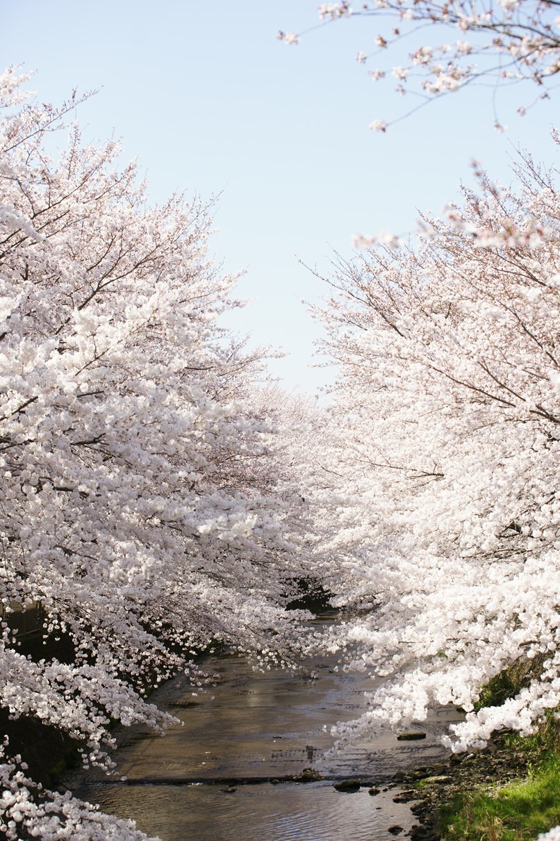 2015年桜_b0001769_20242472.jpg