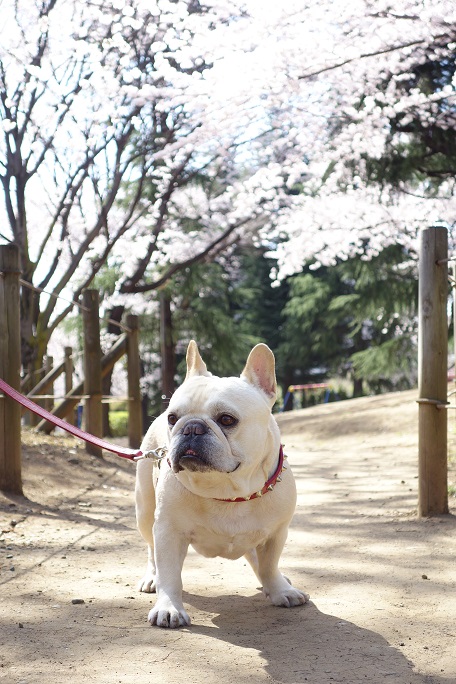 今日は公園二つ攻めてきたよ！_d0071970_23243845.jpg