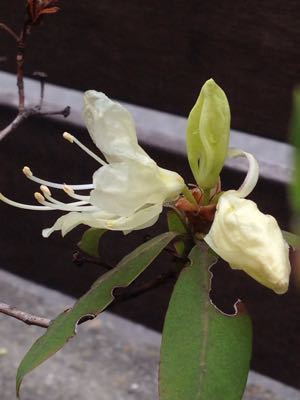 桜満開と庭の草花_a0169671_13524948.jpg