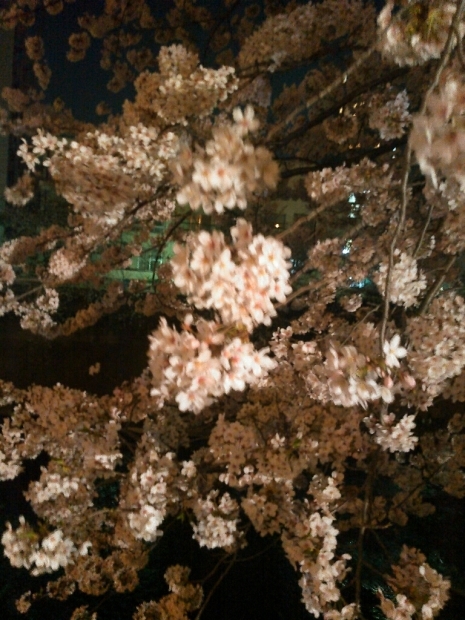 夜桜_c0162773_10382030.jpg