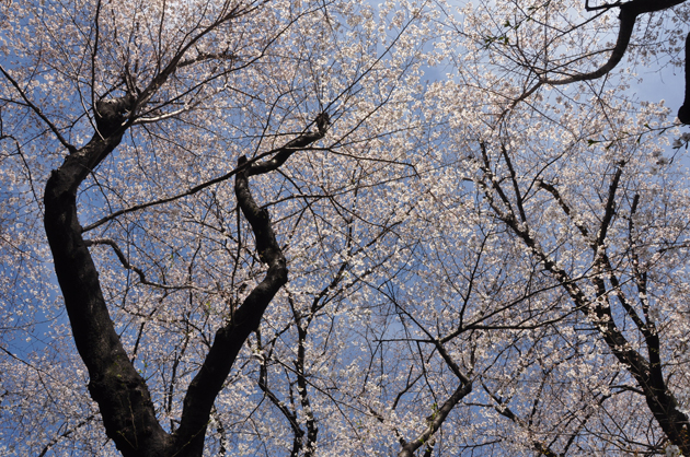 桜の写真を撮るだけで思考力が鍛えられる_e0171573_215983.jpg