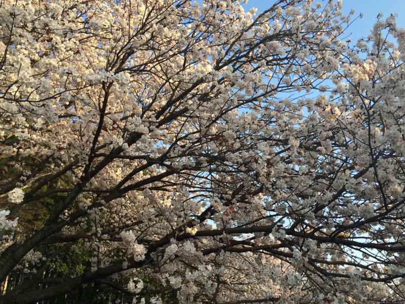 桜2_e0233674_1173796.jpg