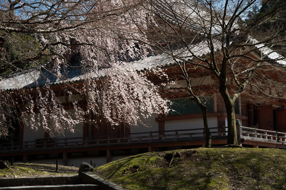 醍醐寺の桜　後編_a0301676_06225202.jpg