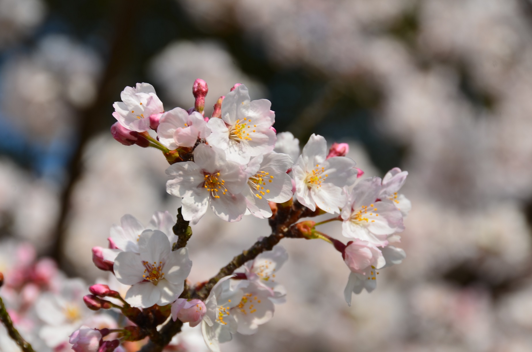 2015年3月31日　【後楽園の桜～春～】_a0185880_1203266.jpg