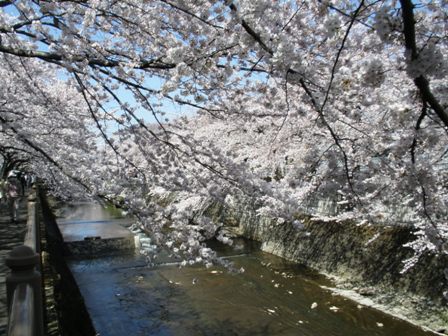 水辺の桜_a0259182_2143566.jpg