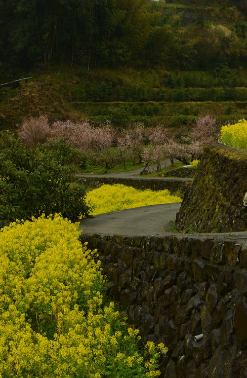 Yellow carpet_d0133382_20183068.jpg