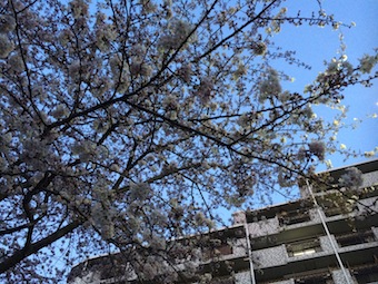 桜満開な出張講習会_a0191183_9251114.jpg