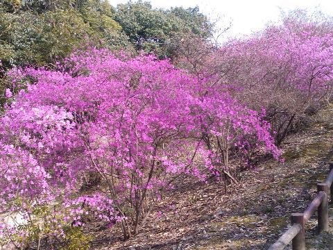 今年の桜_d0115985_16301299.jpg