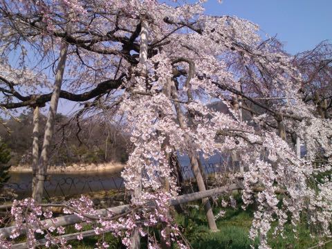 今年の桜_d0115985_1630651.jpg