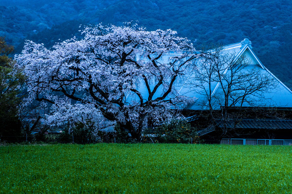 佐賀神埼のシダレ桜_e0304485_21394422.jpg