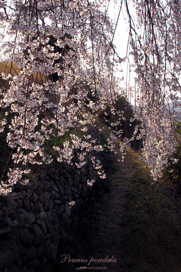 枝垂桜_a0034287_18522428.jpg