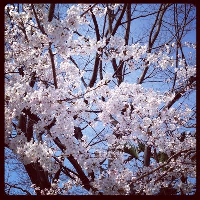 桜咲く年度末に。_b0065587_2184141.jpg
