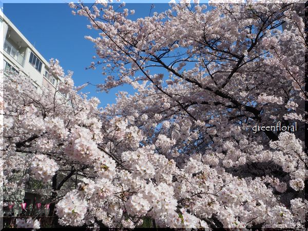 桜2015＠目黒川_b0040888_2171488.jpg