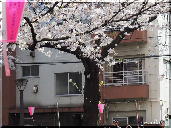 桜2015＠目黒川_b0040888_2183472.jpg