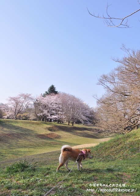 桜咲く_a0126590_23005672.jpg