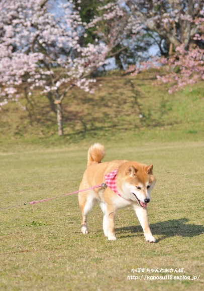 桜咲く_a0126590_23021584.jpg