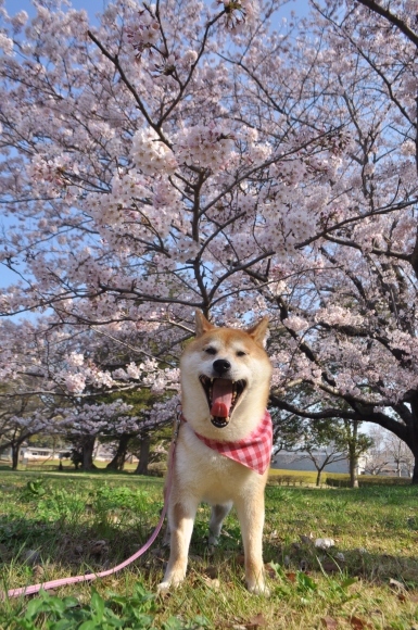 桜咲く_a0126590_23030129.jpg