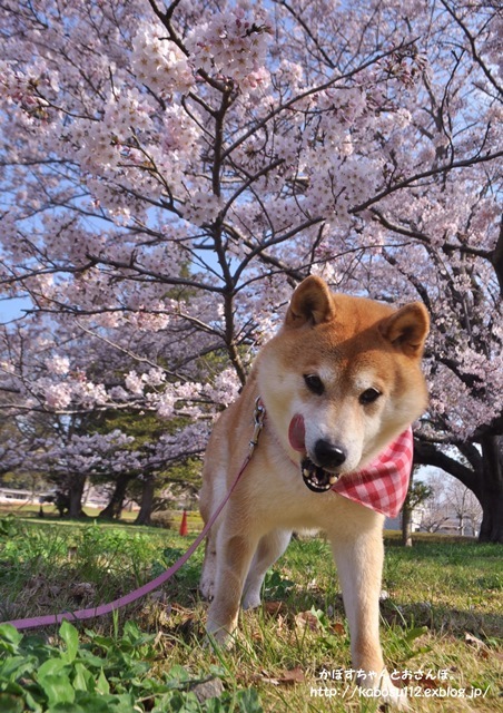 桜咲く_a0126590_23033695.jpg