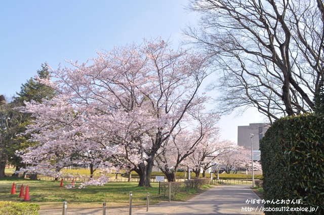 桜咲く_a0126590_23035055.jpg