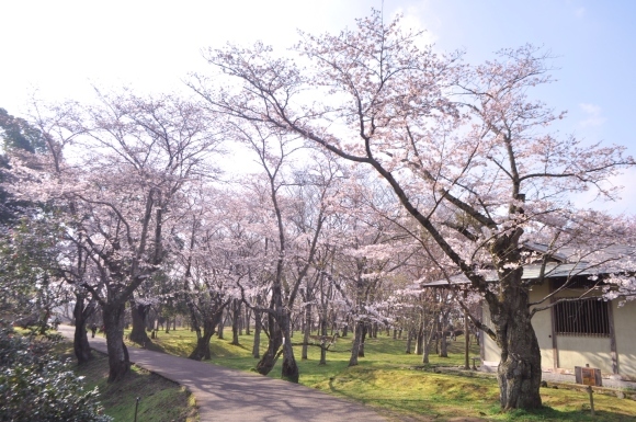 桜咲く_a0126590_23041394.jpg