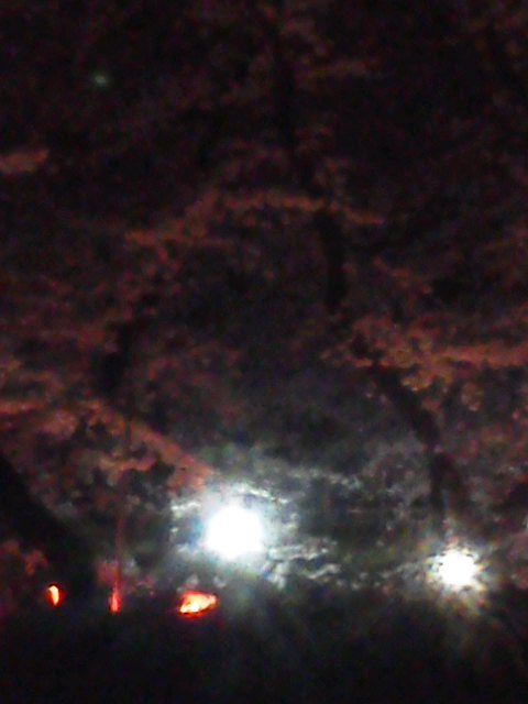 b0042190_731488.jpg