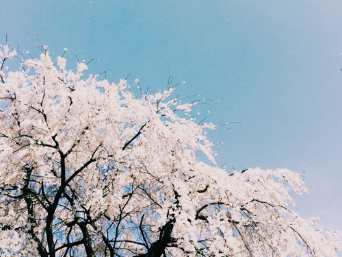 春爛漫だけど明日は桜雨_f0024090_1872664.jpg