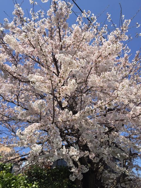うちの桜も満開宣言！_f0130894_22432453.jpg