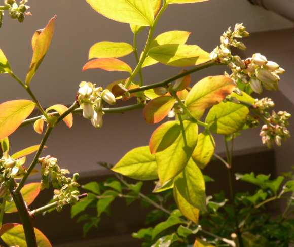 a0333195_07563797.png