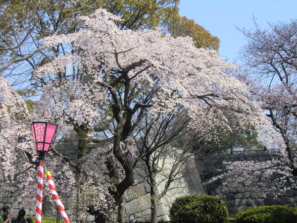 大阪城へ花見に行ってきました　①_b0044296_0305848.jpg