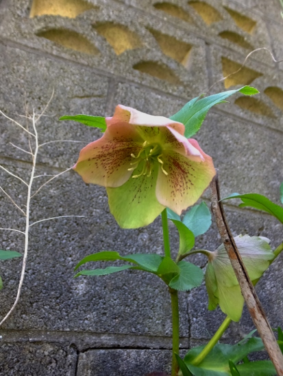 明日から4月 春ですね春ですね_c0115596_23141098.jpg
