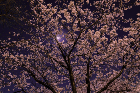 春ですね　メジロと桜_d0268697_08245666.jpg