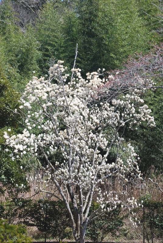 「桜」ばかりじゃないよ～_e0025300_1603491.jpg