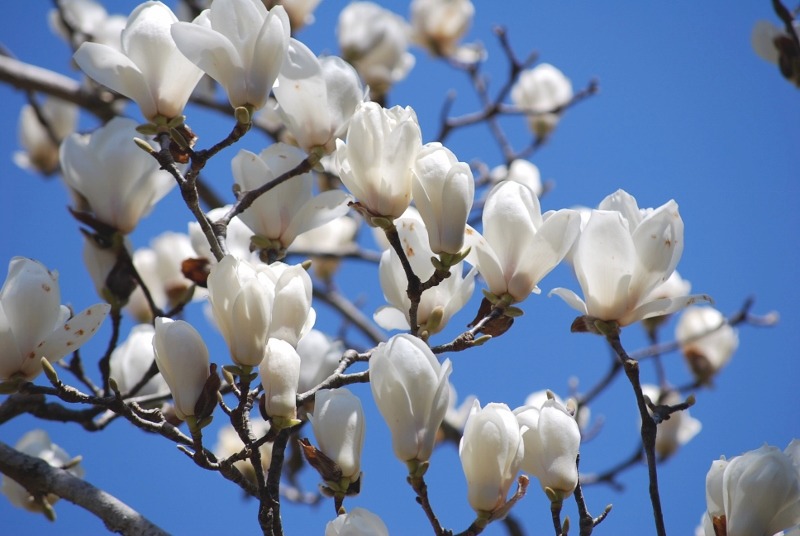 「桜」ばかりじゃないよ～_e0025300_1644374.jpg