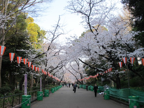 恩賜上野公園の満開の桜・・・８_c0075701_16174049.jpg