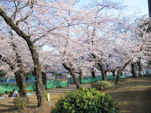 恩賜上野公園の満開の桜・・・１１_c0075701_17171857.jpg