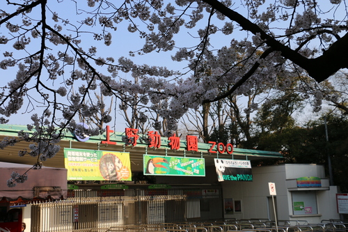 恩賜上野公園の満開の桜・・・１５_c0075701_1816746.jpg