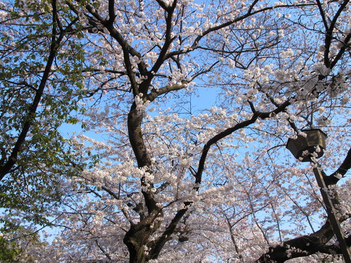 恩賜上野公園の満開の桜、３月３０日（春分・次候）桜始めて開く・・・１３_c0075701_183148.jpg