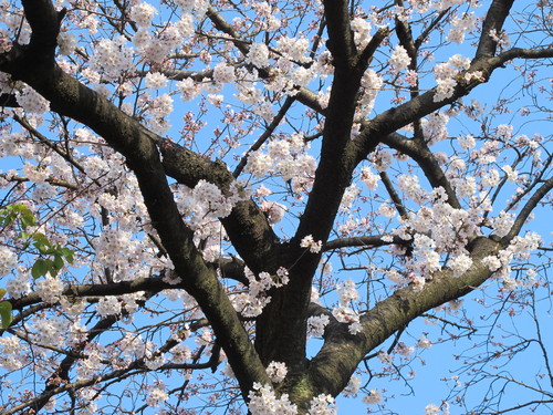 恩賜上野公園の満開の桜、３月３０日（春分・次候）桜始めて開く・・・１３_c0075701_18378.jpg