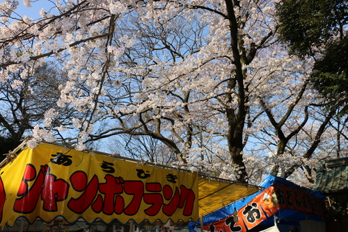 恩賜上野公園の満開の桜・・・１８_c0075701_2034886.jpg