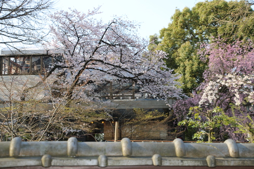 恩賜上野公園の満開の桜、３月３０日（春分・次候）桜始めて開く・・・１９_c0075701_20411839.jpg