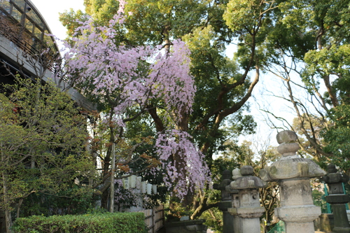 恩賜上野公園の満開の桜、３月３０日（春分・次候）桜始めて開く・・・１９_c0075701_2043208.jpg