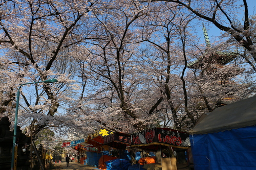 恩賜上野公園の満開の桜、３月３０日（春分・次候）桜始めて開く・・・２０_c0075701_20571374.jpg