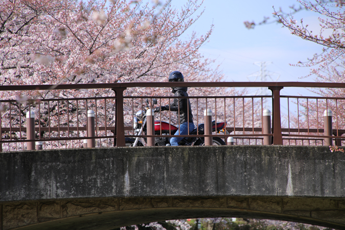 2015 江川せせらぎ緑道の桜_a0184303_22192255.jpg