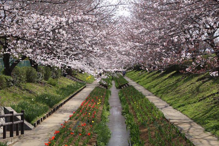 2015 江川せせらぎ緑道の桜_a0184303_2228314.jpg