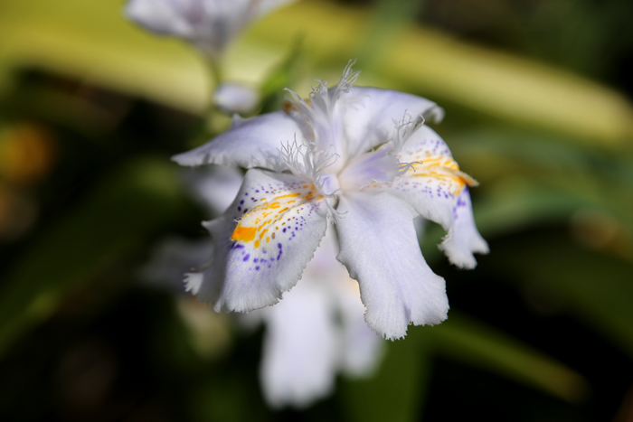 2015 江川せせらぎ緑道の桜_a0184303_22323716.jpg