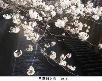 年々歳々　花相似たり　2015_b0044404_22345417.jpg