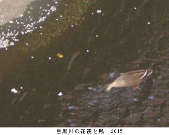 年々歳々　花相似たり　2015_b0044404_22365938.jpg
