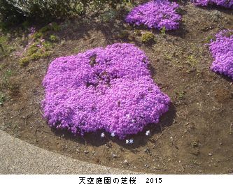 年々歳々　花相似たり　2015_b0044404_22381247.jpg