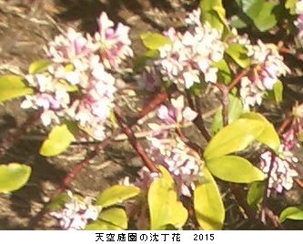 年々歳々　花相似たり　2015_b0044404_22383392.jpg